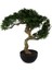 Pine Tree Bonsai Ağaç 55CM 1