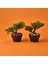Bonsai Çiçek - Asorti - 19 cm 3