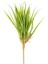 Yapay Saz Demet Yeşil 50 Cm. 3