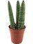 Sansevieria Cylindrica (Paşa Kılıcı) 1