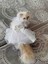 Kedi &köpek Gelinlik Abiye Elbise 1