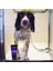 Animology True Color Köpek Şampuanı 250 Ml 3
