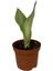 Sansevieria Trifasciata 'Moonshine' (Paşa Kılıcı) 1