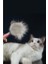 Otomatik Tuşlu Kendini Temizleyen Kedi Köpek Tarağı 2