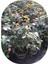 Rose Seedling Yellow Scented Evergreen 10-20 cm 1
