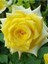 Rose Seedling Yellow Scented Evergreen 10-20 cm 2