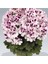 Hürrem Purple White Gazelle Eye Geranium Flower Seedling 10-20 cm 2
