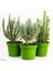 Mountain Garden Thyme Seedling 10-20 cm 1 Piece Thymus Vulgaris 2