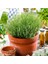 Mountain Garden Thyme Seedling 10-20 cm 1 Piece Thymus Vulgaris 3