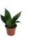 Sansevieria 'Jade' (Paşa Kılıcı) 1