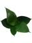 Sansevieria 'Jade' (Paşa Kılıcı) 2
