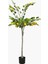 Saksılı Limon Ağacı 145 cm 1