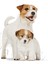 Mini Starter Mother & Babydog 4 kg Köpek Maması 3