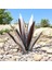 Tequila Rustik Heykel, Kendin Yap Metal Agave Bitkisi, Rustik El Boyalı Metal Agave, Bahçe Bahçe Sanat Dekorasyonu 55CM (Yurt Dışından) 5