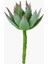 Aloe Geniş Dal L 16 cm 1
