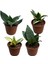 Sansevieria (Paşa Kılıcı) (4'lü Set) 1