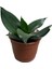 Sansevieria (Paşa Kılıcı) (4'lü Set) 3