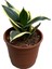 Sansevieria (Paşa Kılıcı) (4'lü Set) 4