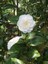 Camellia Japonica Beyaz Kamelya Fidanı 60-100 cm 2-3 Yaş Arası 1