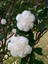 Camellia Japonica Beyaz Kamelya Fidanı 60-100 cm 2-3 Yaş Arası 2