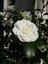 Camellia Japonica Beyaz Kamelya Fidanı 60-100 cm 2-3 Yaş Arası 3