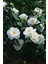 Camellia Japonica Beyaz Kamelya Fidanı 60-100 cm 2-3 Yaş Arası 4