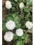 Camellia Japonica Beyaz Kamelya Fidanı 60-100 cm 2-3 Yaş Arası 5