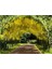 Sarı Salkım Fidanı (Laburnum Anagyroides) 1-2 Yaş 2