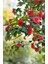 Camellia Japonica Kırmızı Kamelya Fidanı 60-100 cm 2-3 Yaş Arası 1