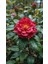 Camellia Japonica Kırmızı Kamelya Fidanı 60-100 cm 2-3 Yaş Arası 2