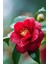 Camellia Japonica Kırmızı Kamelya Fidanı 60-100 cm 2-3 Yaş Arası 3