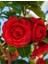 Camellia Japonica Kırmızı Kamelya Fidanı 60-100 cm 2-3 Yaş Arası 4