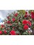 Camellia Japonica Kırmızı Kamelya Fidanı 60-100 cm 2-3 Yaş Arası 5