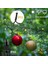 Noel Ağacı Işıkları IP65 Su Geçirmez 16 Hat 8 Mod Noel Işıkları Iç Mekan Dış Mekan Noel Süslemeleri Ab Fişi, D (Yurt Dışından) 2