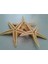 25 Adet Kahverengi Deniz Yıldızı, 4x8 Cm, Hobi ve El Işi Için Ideal Ürün 3