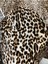 %100 Pamuk Leopar Desen Lüx Viskon Kumaş En 150CM 2