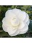 Beyaz Kamelya Camelia Japonica Fidanı 2-3 Yaş 1