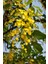 Sarı Salkım Fidanı Laburnum Anagyroides 1-2 Yaş 5