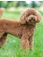 Köpek Bakım Spreyi Çilek Kokulu 75 ml 2
