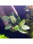 Anubias Nana Pinto Saksı Canlı Bitki 1