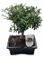 Bonsai - Ilex 1