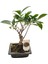 Bonsai - Ficus 1
