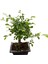 Bonsai - Zelkova 1