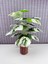 Yapay Yapraklı Çiçek Monstera Yeşil Beyaz Deve Tabanı Salon Çiçeği 65CM 18 Yaprak 1