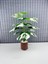 Yapay Yapraklı Çiçek Monstera Yeşil Beyaz Deve Tabanı Salon Çiçeği 65CM 18 Yaprak 4