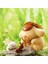 Miniso Pom Pom Purin The Four Seasons Serisi Kutu Pompompurin Anime Aksiyon Figürü Sürpriz Çanta Koleksiyon Modelleri Oyuncaklar Hediye Saklığı: Yaz Balıkçılık (Yurt Dışından) 1