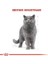 Royal Canin British Shorthair Adult Pouch Konserve Kedi Maması 85 gr 3