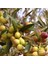 Saksılı Tam Bodur Arbequina Zeytin Fidanı 1
