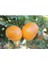 Tüplü Aşılı Dobashi Beni Mandalina Yaş 1-2 Boy 90-110CM Soğuklara Dayanıklı 1