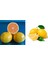 Tüplü Aşılı Bodur Yediveren Limon+Okitsu Mandalina 1